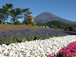 2003年夏　富士急グリンパ　Flower Performance 2004 in Summer